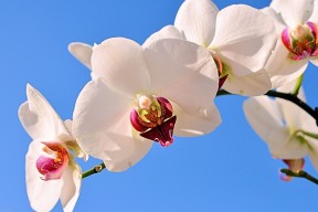 世界拳击职业联赛赛季后裁判能力提升项目全国推广启动仪式，世界著名的拳击裁判有几位